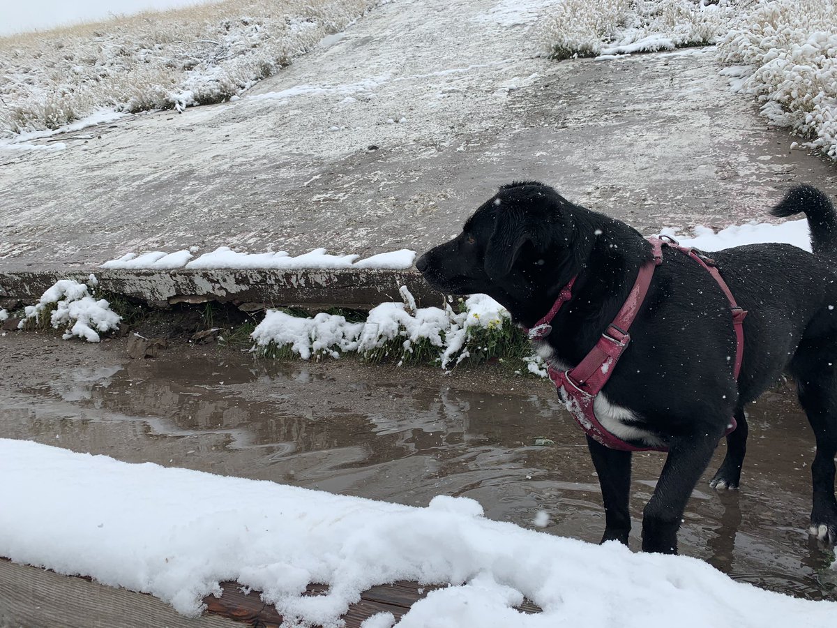 bemandajoy's tweet photo. @hotpotato01 😂😂WOW, didn’t realize how #sponky that pic was. Here’s a better one from the weekend: Nellie found a mud puddle in the snow. ❄️🐶 https://t.co/QnKWYKaTXh