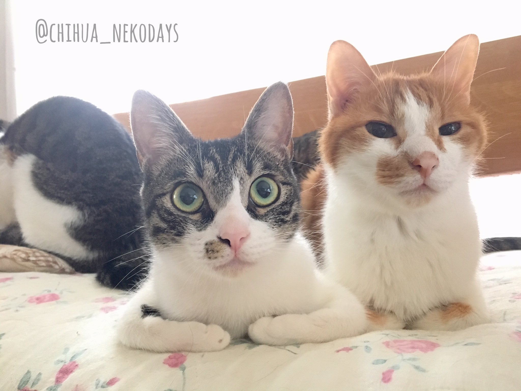 Apricot 香箱座りが下手すぎる T Co E19tb5ba9c Twitter Apricot 香箱座りが下手すぎる T Co E19tb5ba9c Twitter