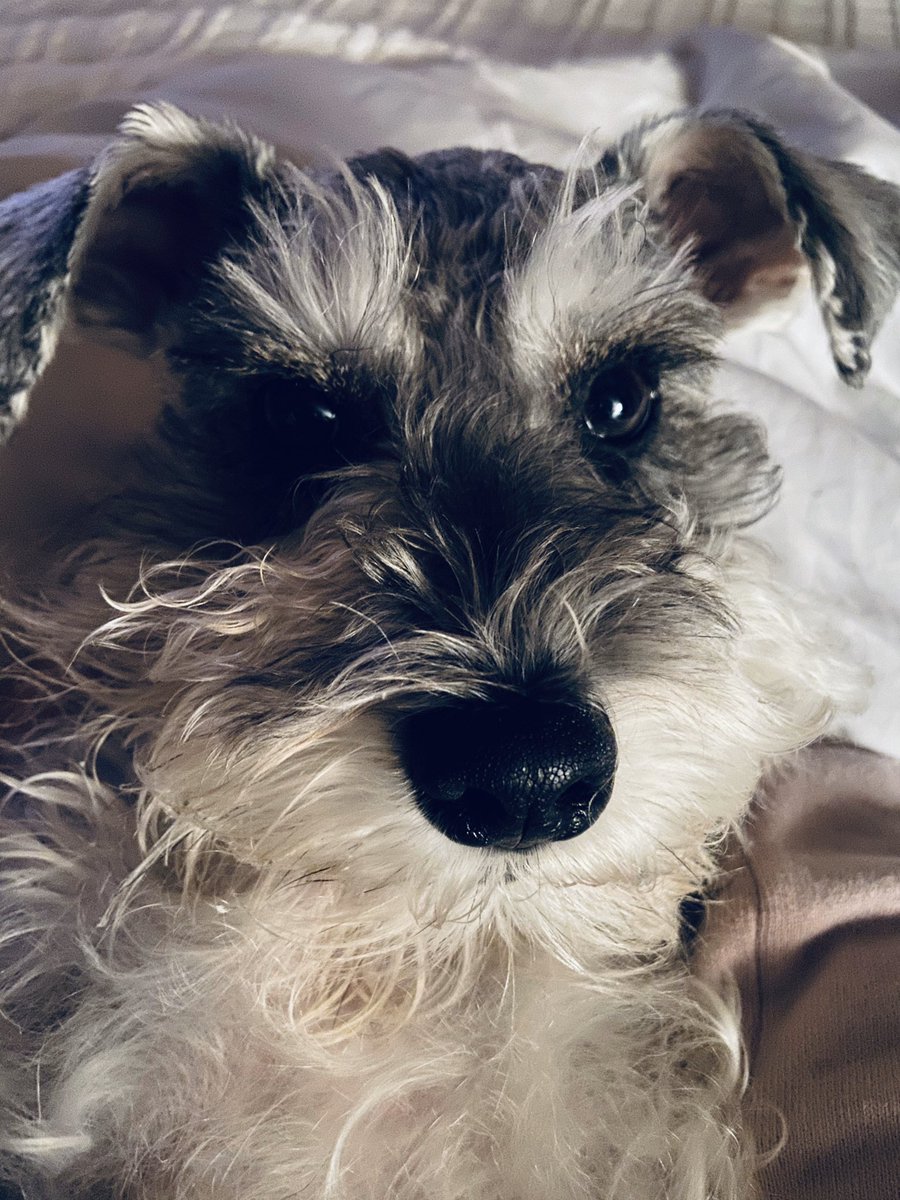 And then there's this puppy face!!! #PuppyLove #Lola <a href="/AnimalPlanet/">Animal Planet</a>