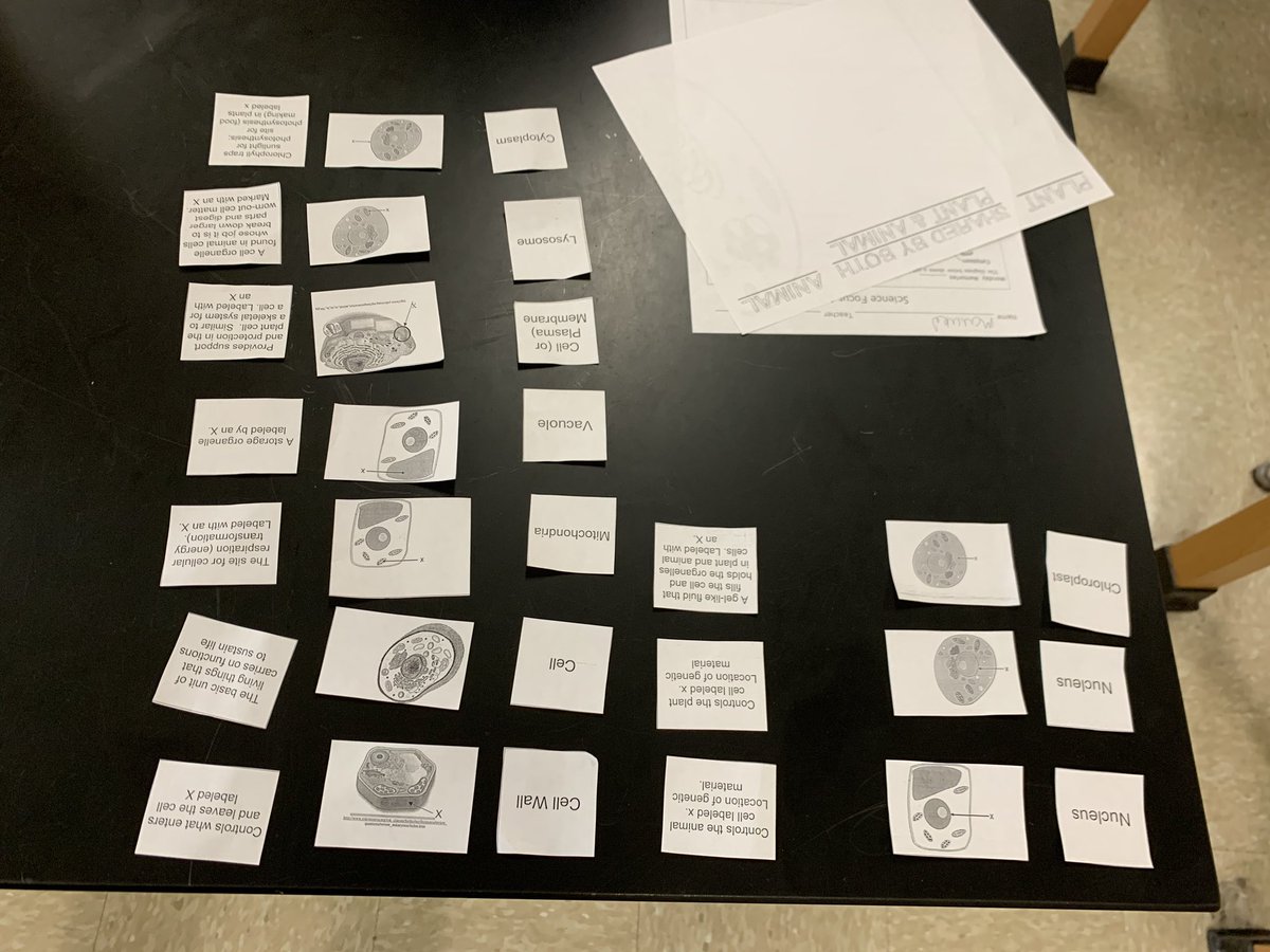 MsMLopez4's tweet photo. Students reviewing cells unit! Card sort was something fun and new way to review!! All students participating was great and engaging!! #theFalconway #kruegerms #theneisdway #falconsrise https://t.co/l9DNOHzpzi
