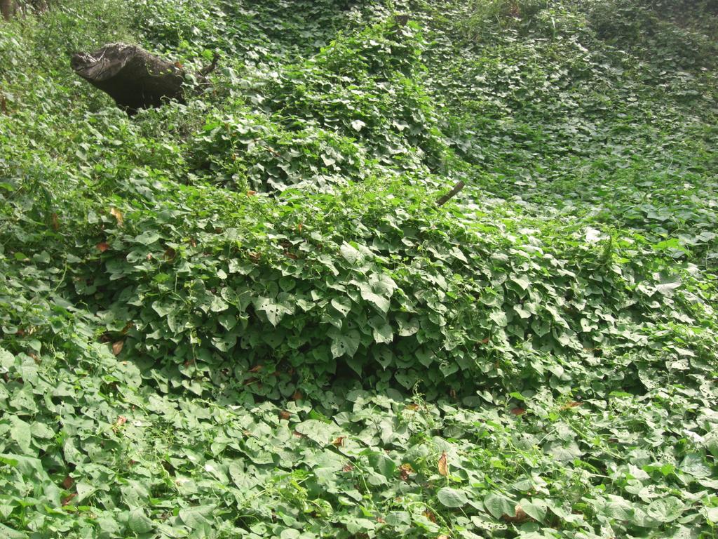 Hashtag 蔓草 Sur Twitter