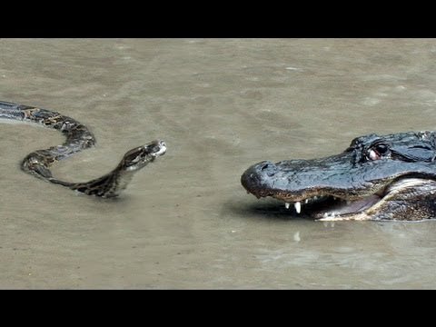 Gregoriancant's tweet image. Alt reality border moat:
Snake: "Ally! Great seeing you here."
Alligator: "Bo! You look absolutely delic...uh, delightful. Scale pay like me?"
#TrumpBorder