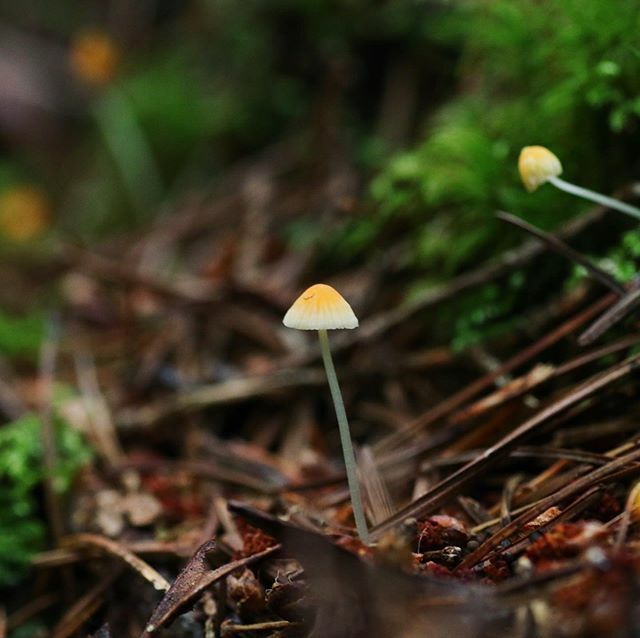 ROHAAAAAAN's tweet photo. #苔
#こけ
#コケ
#moss
#キノコ
#きのこ
#茸
#mushroom
#富士山
#mtfuji
#青木ヶ原樹海
#forest
#mossforest
#カメラマンさんと繋がりたい
#カメラマン
#canon
#canon80d
#mossworld
#camera
#cameraman
#seaoftrees
#jukai https://t.co/Mo1uMSjzSy https://t.co/6bgrxCrR6W