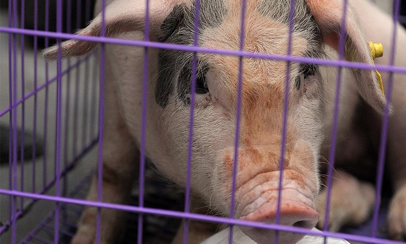 globaltimesnews's tweet photo. Four sows delivered 23 #clonedPigs on Monday in Qing Yu pig farm, Bazhong in China's Sichuan Province, marking the first time that the province has applied the non-gene editing cell #cloningTechnology to conserve local pig resources, Sichuan Agricultural University told Xinhua. https://t.co/dSH8pIYsR8
