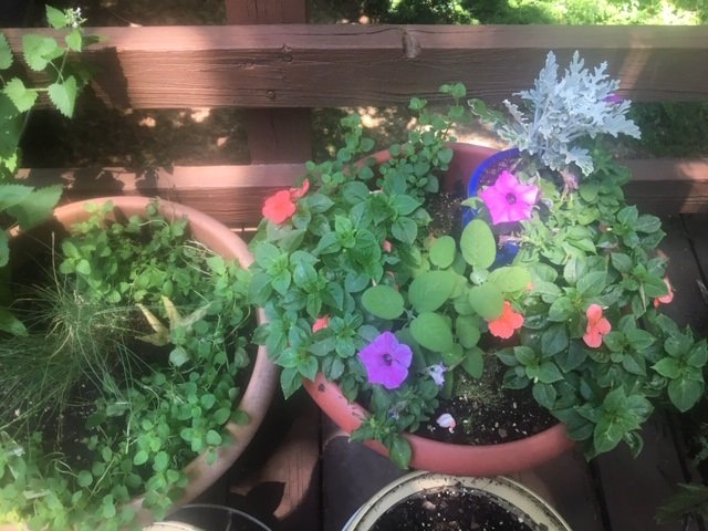 zippyman818's tweet photo. @LeVostreGC I housesat for my neighbor and their cats while she had surgery and endured a lengthy recovery at home. She was not able to garden, so I filled some of her old pots and brought a garden just outside of her door. #deerproof https://t.co/auVBMGo63E