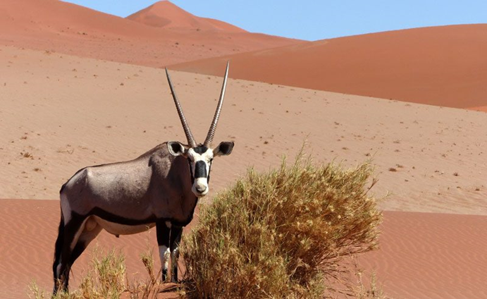 Enricossafaris's tweet photo. Meet the courageous and elegant national animal of Namibia.

The striking appearance of long horns and distinct colouration is incredible.

#TheOryx 

#photooftheday #instagood #picoftheday #love #nature #lifeisgood #instapic #instadaily #instamood #followme #likeforlike https://t.co/uYR7Vrzqf6