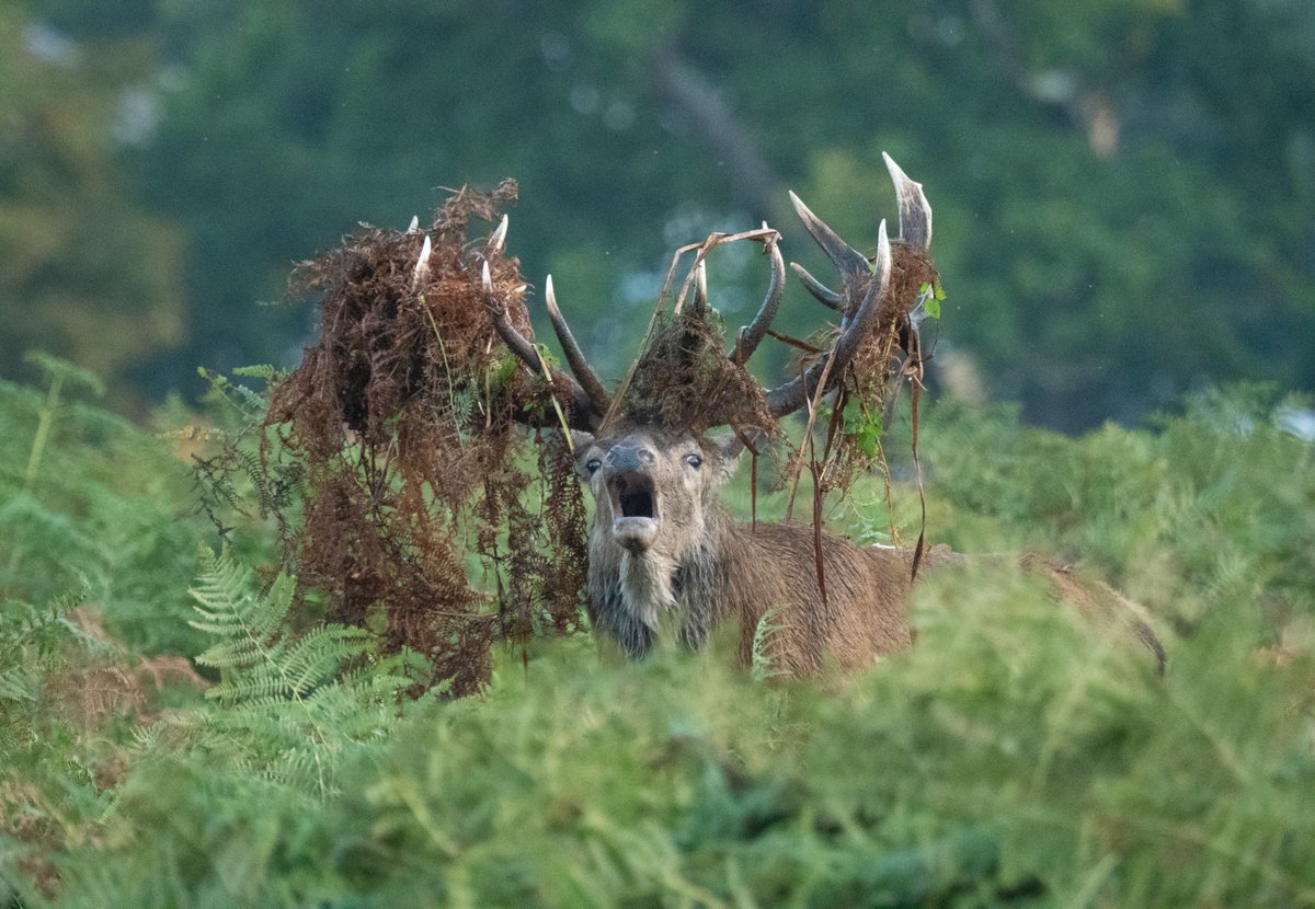 patlinberg's tweet photo. A fancy headdress to impress the ladies! (Long lens, close crop)#BushPark 1/10 @Teddington_Town @visitlondon @Visit_Richmond1 @BBCEarth @earthcapture @theroyalparks @SurreyLife @TWmagazines @ParksforLondon  @SurreysWildlife @stormhour @TheDailyDeer https://t.co/uNeSG3441V