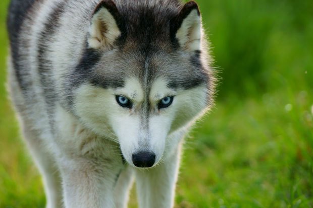 世界のワンちゃん図鑑 Na Twitterze シベリアン ハスキー オオカミのような容姿をした犬 クールな印象とは裏腹に遊ぶ事やイタズラ好きな子が多い 飼い主や家族との触れ合いを好む性格なので室内犬として飼うのが好ましいそうです