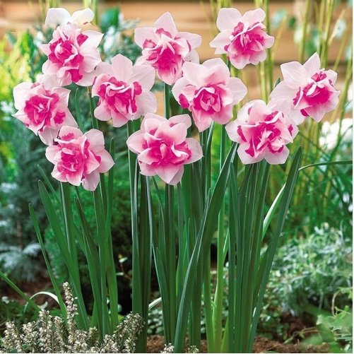 Excited to share the latest addition to my #etsy shop: 100 Narcissus Flower Seeds Bonsai Daffodil Flower Bonsai Plants Double Petals Potted DIY Home Garden Planting etsy.me/2mJYJT4 #supplies #green #gardening #yellow #plant #yes #plantseeds #fruittreeseeds #fru