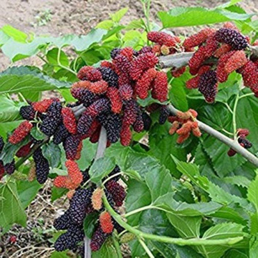 Excited to share the latest addition to my #etsy shop: 200 Seeds Long Mulberry Bonsai Rare Mulberry Tree Exotic Plant Pakistan Fruit Bonsai Sweet Non-GMO Food For Garden etsy.me/2nEPLqE #supplies #green #gardening #yellow #plant #yes #plantseeds #fruittreeseeds