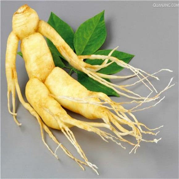 Excited to share the latest addition to my #etsy shop: 50 Seeds Chinese Hardy Panax Ginseng Korea Ginseng Bonsai King Of Herbs Plants Home etsy.me/2otkarZ #supplies #green #gardening #yellow #plant #yes #plantseeds #fruittreeseeds #fruitseeds