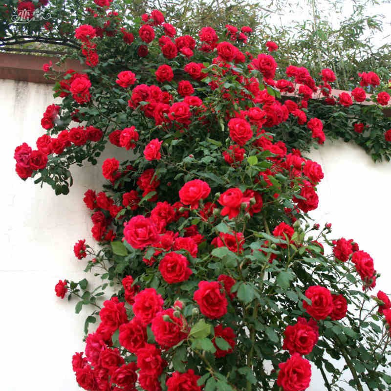 Excited to share the latest addition to my #etsy shop: 50 Climbing Rose Seeds Perennial Flowers Garden Decoration for Fence Shed Roses Flowers etsy.me/2mS4VIU #supplies #green #gardening #yellow #plant #yes #plantseeds #fruittreeseeds #fruitseeds