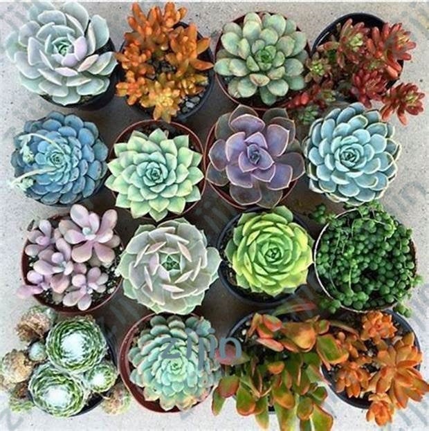 Excited to share the latest addition to my #etsy shop: 100 Seeds Exotic Cactus bonsai Japanese Rare Succulents plants Flower Indoor Plantas Perennial Flowers Garden etsy.me/2pdh6Rl #supplies #green #gardening #yellow #yes #plant #plantseeds #fruittreeseeds #fru