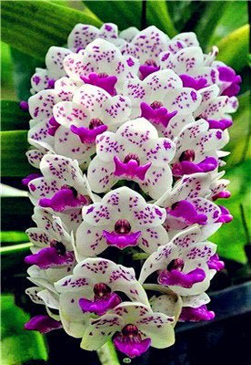 Excited to share the latest addition to my #etsy shop: 100 Cymbidium Orchid Seeds Plants African Cymbidiums Plantas Phalaenopsis Bonsai Flower for Home and Garden Decoration etsy.me/2onuC4m #supplies #green #gardening #yellow #plant #yes #plantseeds #fruittrees