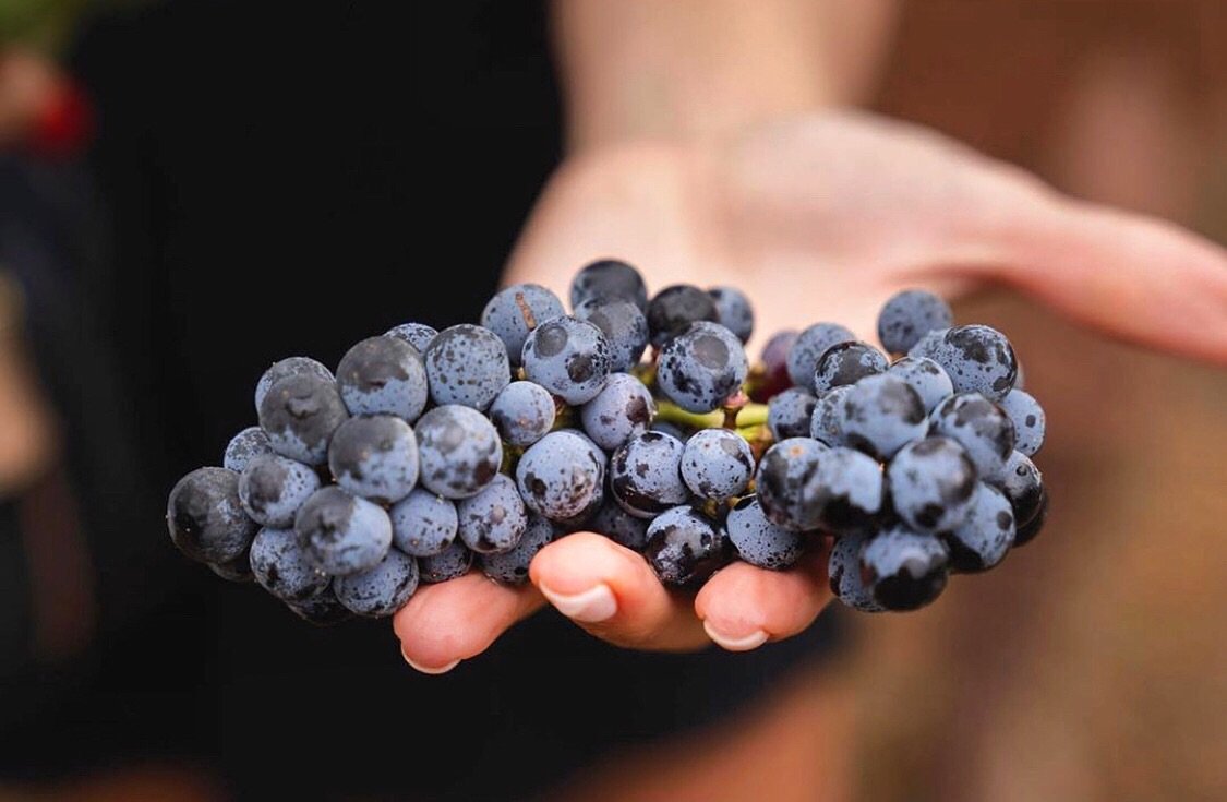 SunstoneWinery's tweet photo. Harvest! ๐๐๐ #sunstone #stomp2019 #harvestseason #visitsyv #sunstonewinery #sunstonevineyards https://t.co/DpyPhBzySi
๐ท @mattchenot https://t.co/pgMbiYaeEW
