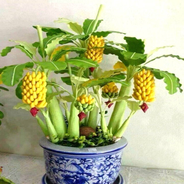 Excited to share the latest addition to my #etsy shop: Dwarf Mini Banana Bonsai Tree Seeds Tropical Tree Fruit Tree For Home Garden Courtyard Potted Plant Yellow Tiny Grow etsy.me/2mN0Wgz #supplies #yellow #gardening #green #fruit #yes #plantseeds #fruittreesee