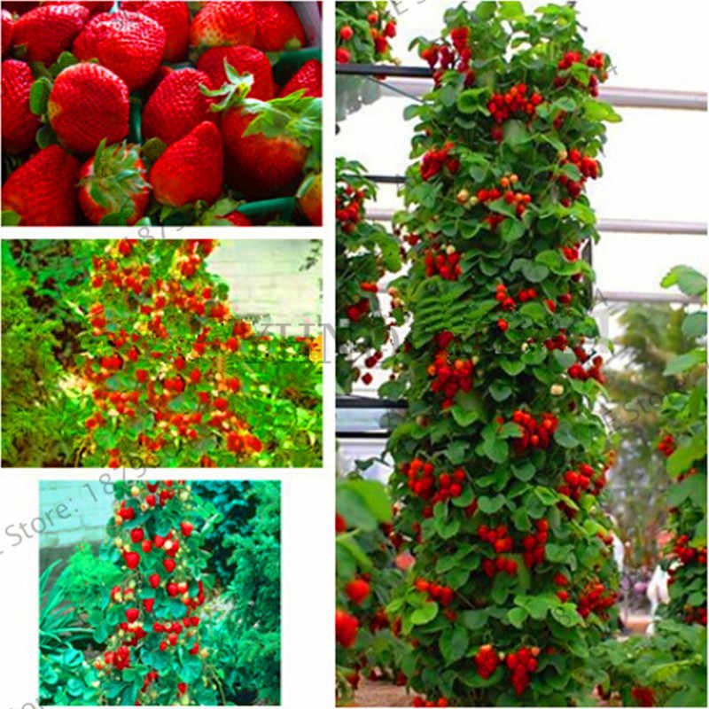 Excited to share the latest addition to my #etsy shop: 100 Red Climbing Strawberry Seeds bonsai Climbing Red Strawberry plant NON-GMO etsy.me/2opJSxw #supplies #green #gardening #yellow #plant #yes #plantseeds #fruittreeseeds #fruitseeds