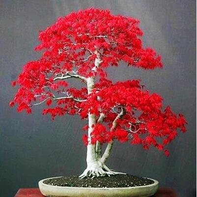 Excited to share the latest addition to my #etsy shop: 30 Red Maple Tree Seeds America Bonsai Plants Very Beautiful Indoor Tree home garden Decortion etsy.me/2mMwyD2 #supplies #green #gardening #yellow #plant #yes #plantseeds #fruittreeseeds #fruitseeds