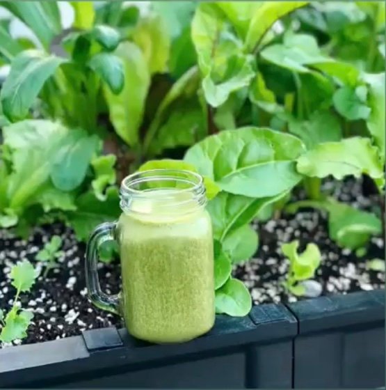 vegepod's tweet photo. Morning harvest for my green smoothie #greensmoothie #breakfast #mygarden #harvest #drinkyourgreens #drinkyourveggies
Repost @ac_bux_ on IG
Medium pod on stand - Melbourne, VIC
#Podtoplate #homeharvest #patchtoplate #harvest #goodfood #cleaneating #raisedgardenbed #vegepod https://t.co/KRuhpuWuSZ