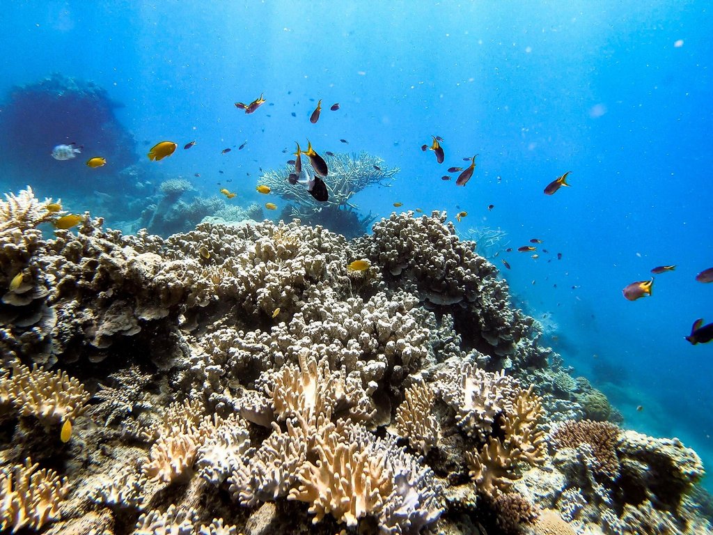RedCatAdventure's tweet photo. Could you blame our staff for trying to grow gills?? 🐠
@jaydenpopenko
#queensland #whitsundays #redcatadventures #visitwhitsundays #thisisqueensland #greatbarrierreef https://t.co/X5cpD5TDNM