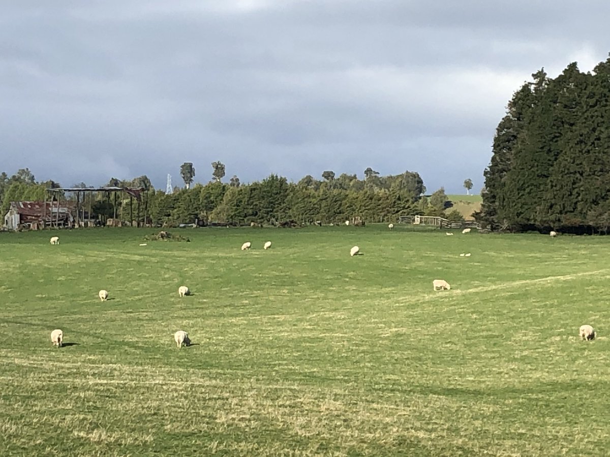 Power of nature. We went to Taupo lake. We had a very fun time.

この前タウポ行った時の📷
この日ニュージーランドに来て初めて羊を見ました…w5ヶ月越しwww

#lovetaupo #NewZealand