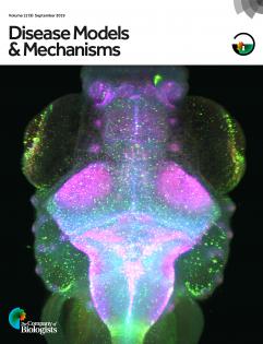 Timchico's tweet photo. My PhD student Karishmas paper featured on the cover of DMM! Well done @charitzma8 for such beautiful work. Many thanks to @TheBHF for the light sheet microscope. https://t.co/ya0QjcOtyC