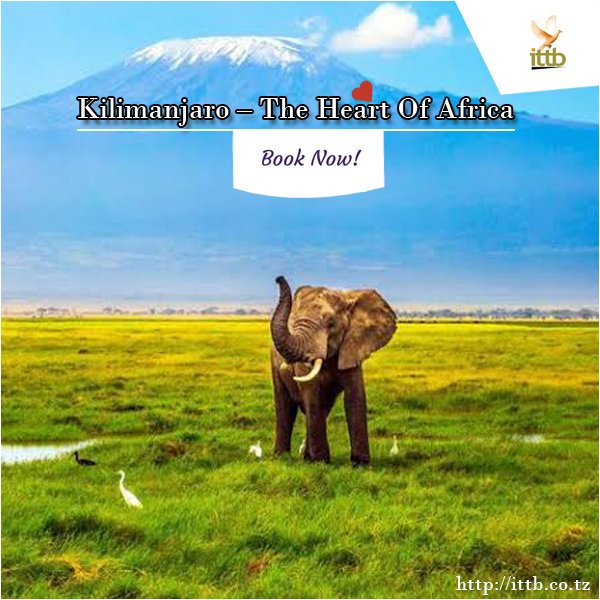 ittbtz's tweet photo. Book your trip to Kilimanjaro with ITTB! Choose from thousands of great holiday deals to Kilimanjaro.
✉️info@ittb.co.tz
.
.
#ittb #DiscovertheUnexpected #IttbSafaris #TanzaniaSafari #AfricanSafari #kilimanjaro #africanwildlife #ig_africa #africanamazing #Tanzania #africa #happy https://t.co/38i2tKtFFz