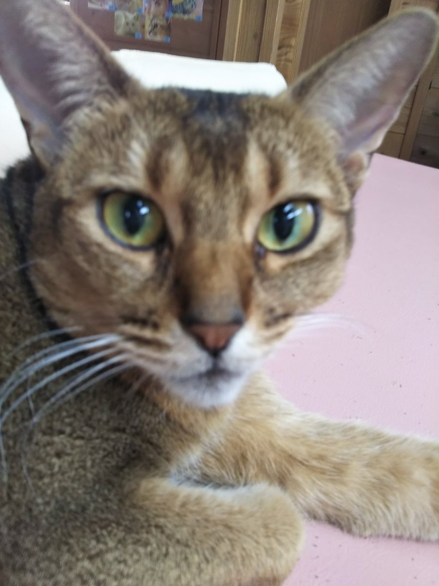 猫カフェちぐら Auf Twitter お願い 猫を大事にしている猫カフェを選んで下さい 猫は猫カフェを選べません 新潟県 新潟市 新潟市西区 新潟 村上 佐渡 五泉 長岡 柏崎 上越 新発田 燕三条 十日町 南魚沼 猫カフェちぐら