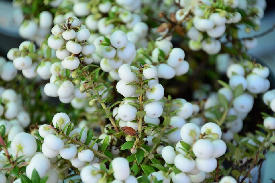 bahcemarket's tweet photo. İnci Mersini, Pernettya mucronata. Her dem yeşil dış mekan bitkisidir. Mayıs ve haziran aylarında çiçeklenir. Daha sonra küre şeklinde üzümsü meyveleri oluşur. Meyveler bitkinin üzerinde aralık ayına kadar kalır ve sonbahar aylarında çok sempatik bir görünüm oluşturur. #pernettya https://t.co/WUQrdrm0tC