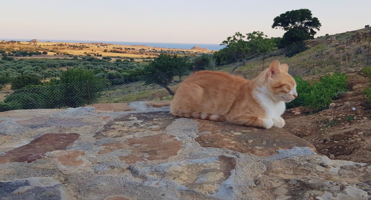 vonDwini's tweet photo. Günaydın! Hayvanlardan çok şey öğrenebilirsiniz. Mutluluk her yerde yaşar, genellikle dört pençeyle gelir. Kediler bazen mükemmel mutlulukların bir görüntüsüdür. Filozofun dediği gibi; “Yazın bahçe duvarınızı kışın kalbinizi süsler.” #imros #cat https://t.co/iFy75J2onv