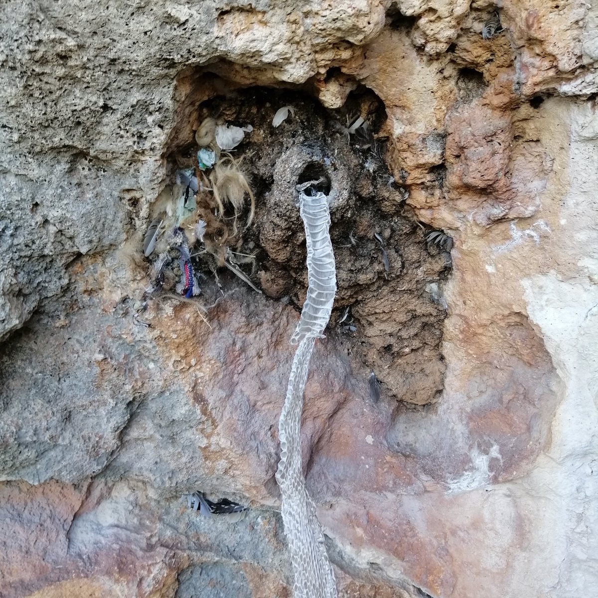 Bülbül yuvası yılanın atığı derisi.