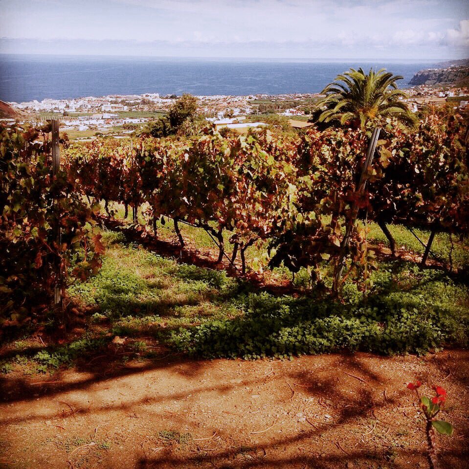 cmilamores's tweet photo. Los viñedos de la Orotava #tenerife supusieron un cambio en mi modo de entender el vino hace unos años. ¡Gracias por la visión! #vulcanismo https://t.co/iiN7ufJijL