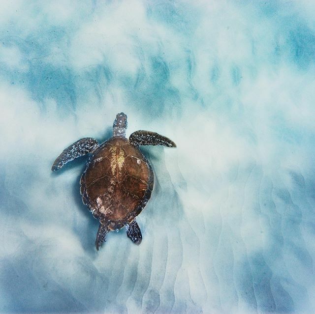 Snorked some Turts today.

<a href="/australia/">Australia</a> 
<a href="/visitnsw/">Rebecca</a> 
________________________
📷 
Sony 
DJI
Manfrotto 
Lowepro 
________________________
All images available for print.
Collaborations / inquires 
simonbeedle.com 
________________________ 
#byronb… ift.tt/2nN9fJJ