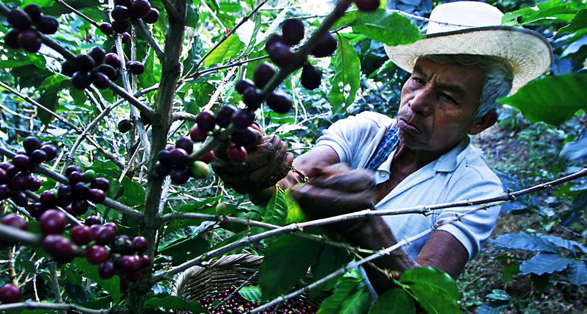 Do you know where did your cup of #coffee come from? 🤔 🌍  buff.ly/2HQP3io