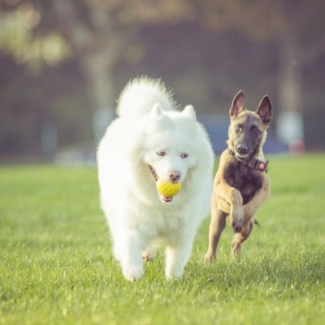DonofrioLandsca's tweet photo. Playtime…!!! "You want it. . . come get it!" Anyone wanna play..??⚾⚾ #playtime #love #doglover #lawn #lawncare #gametime #lawnideas #featchtime #dogplay #dogplaying #pet #dog #lawnmaintainace #lawnnj #green #plants #greengrass #healthylawn https://t.co/Ikq2narrU8