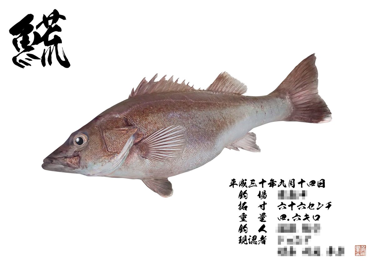 デジタル魚拓 魚墨 本日のデジタル魚拓のご紹介は カラー魚拓 𩺊 アラ 66 アラといえば クエの別名でも有名でそちらが先に思い浮かぶ方も多いと思いますが こちらは𩺊と書いて アラです スズキの仲間で 𩺊という漢字はこちらにしか使いません