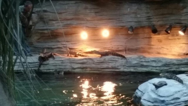 TAPPITWEETS's tweet photo. Fun at #TissueCon 2019's Welcome Reception. It was a reception with a side of alligator feeding. https://t.co/sBHh3XZbCt
