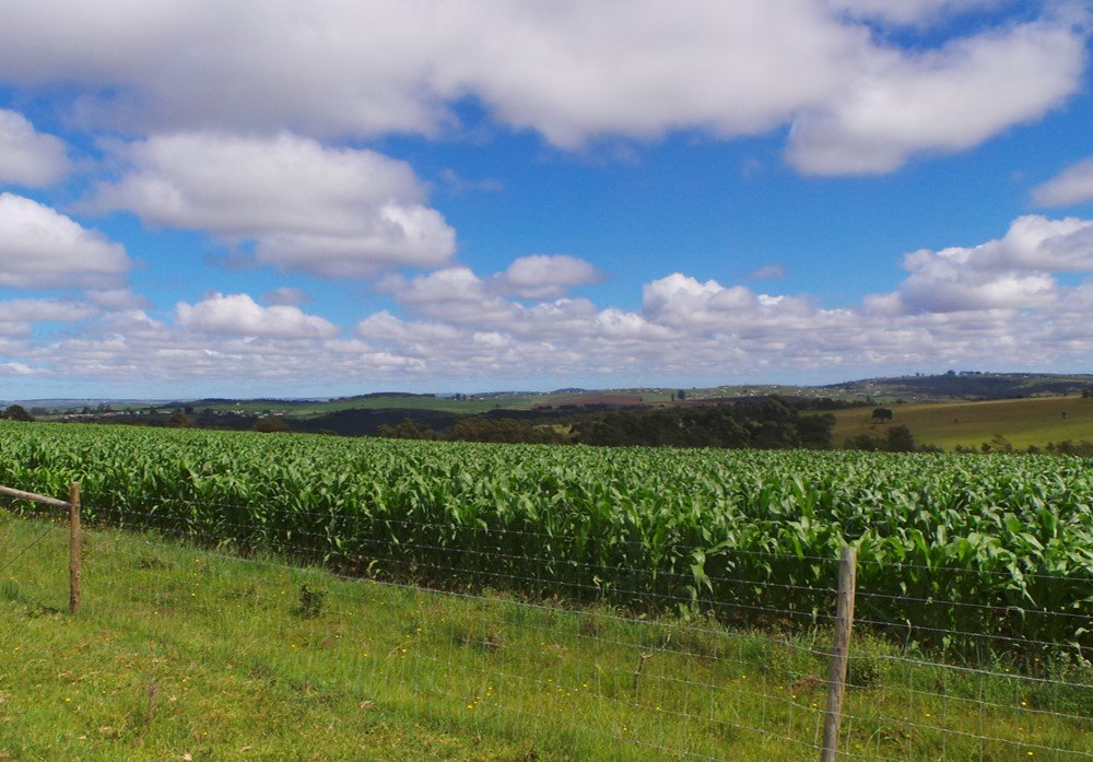 NationalCoGTA's tweet image. #cogta #communalfarming #landbouw