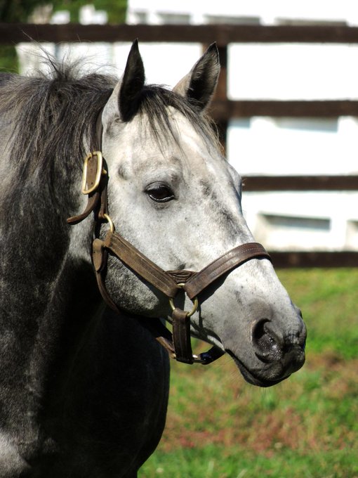 最高のイラスト画像 ベストエイシン ヒカリ かわいい