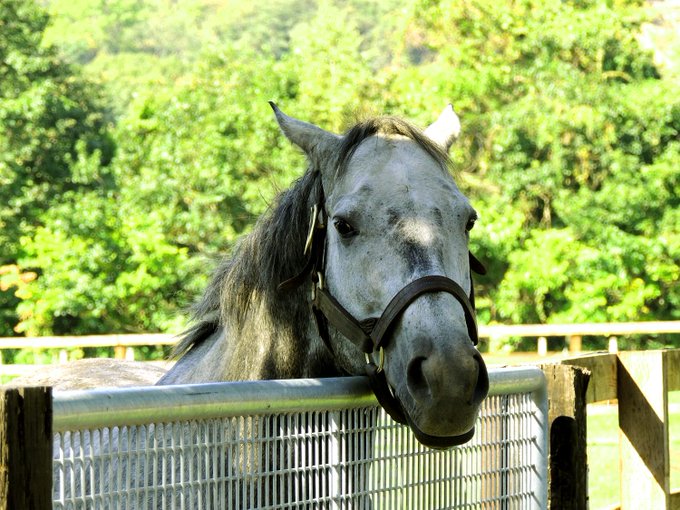 最高のイラスト画像 ベストエイシン ヒカリ かわいい