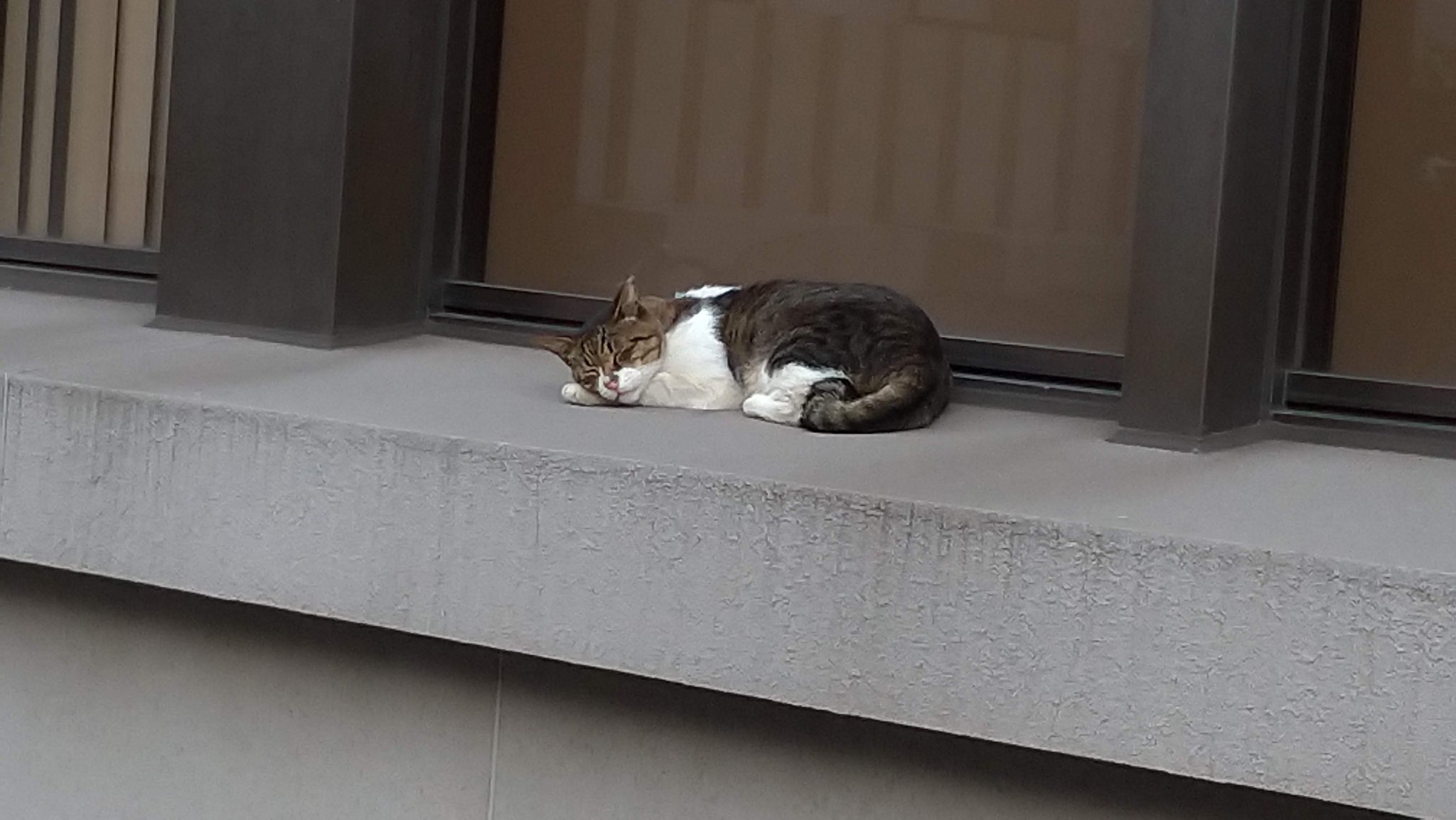 ねむり猫 - البحث / X