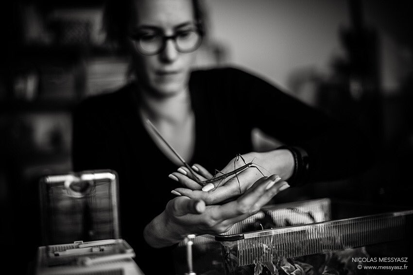 nicographie's tweet image. «La Phasmologue» La PHOTO du Jour du 29 septembre 2019 #LaPhotoDuJour #JournalPhoto messyasz.fr/FDJ/28190 #phasme #phasmes #LesPoulettes #OrdinaryLife #WildLife