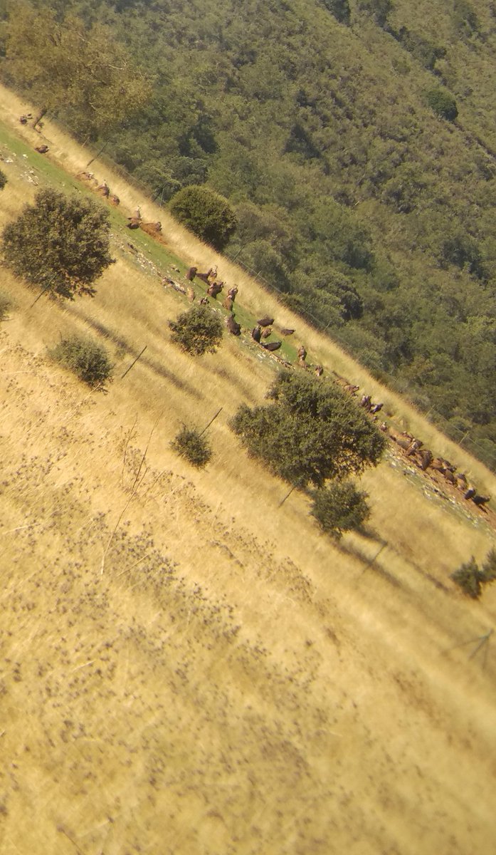 Los buitres leonados y negros comparten espacio en el PN de Cabañeros.

#TurismoMeteoNatura
#CLMesmuchomas