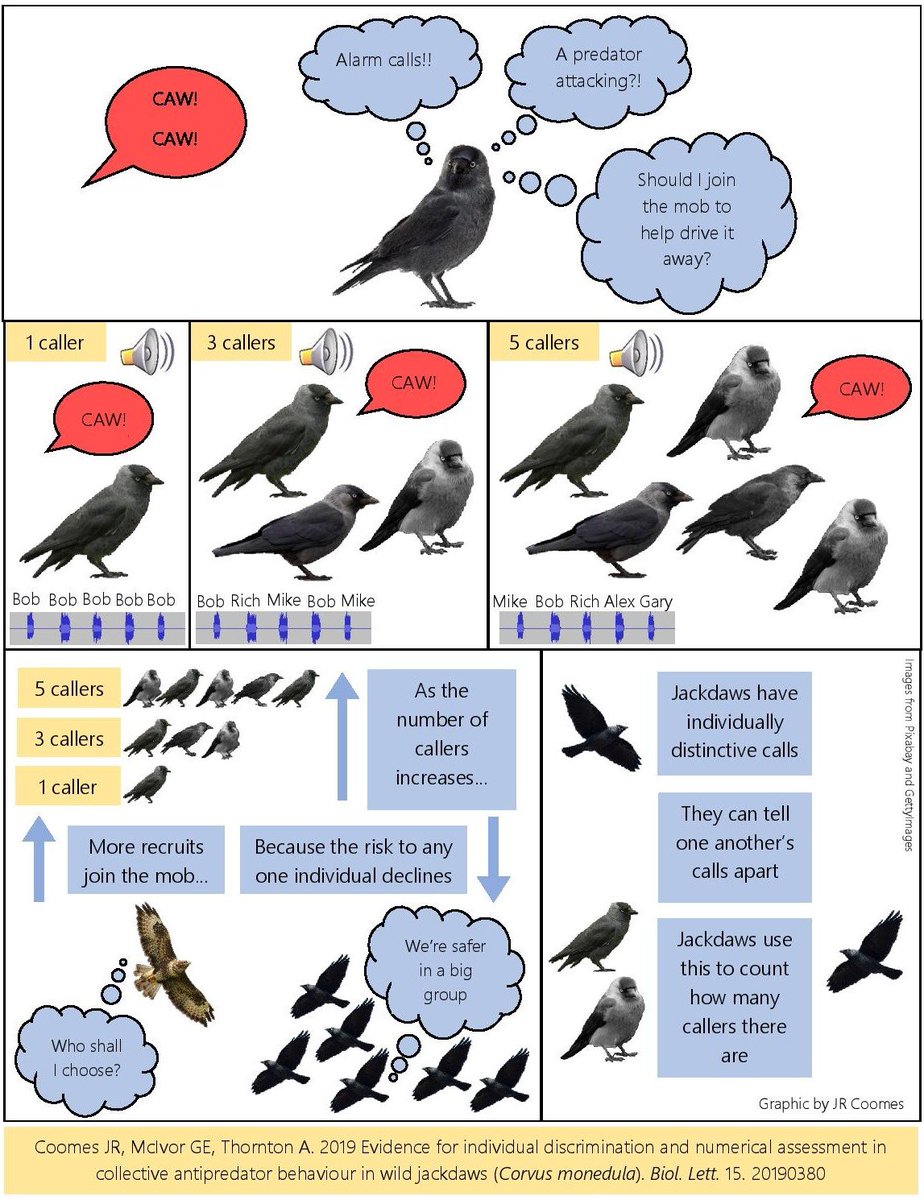 JayCee_161's tweet photo. Today my first ever paper is published in @RSocPublishing ! Jackdaws are more likely to join a mob to drive off predators if lots of their fellow birds are up for the fight. @GuillMcIvor @CornishJackdaws @UoE_Behaviour @UniofExeter Find the paper here: https://t.co/aygd4FplRg https://t.co/UGex2R6Z3A