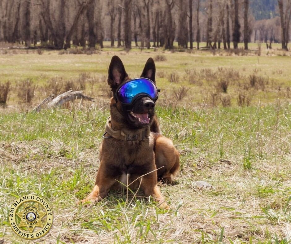 RBSODISPATCH's tweet photo. Rio Blanco County Sheriff’s Office is proud to announce K9 Remmy’s achievements with Deputy Smith at the 2019 Colorado Police Canine Challenge held in Rifle, Colorado. 
K9 Remmy placed 2nd in the Narcotics-Vehicle Search for his age group! Great job you guys! https://t.co/0z8FkhgUMZ