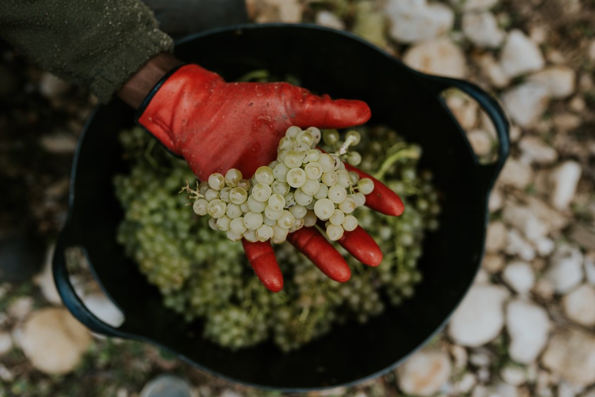 Viña Pomal tweet media