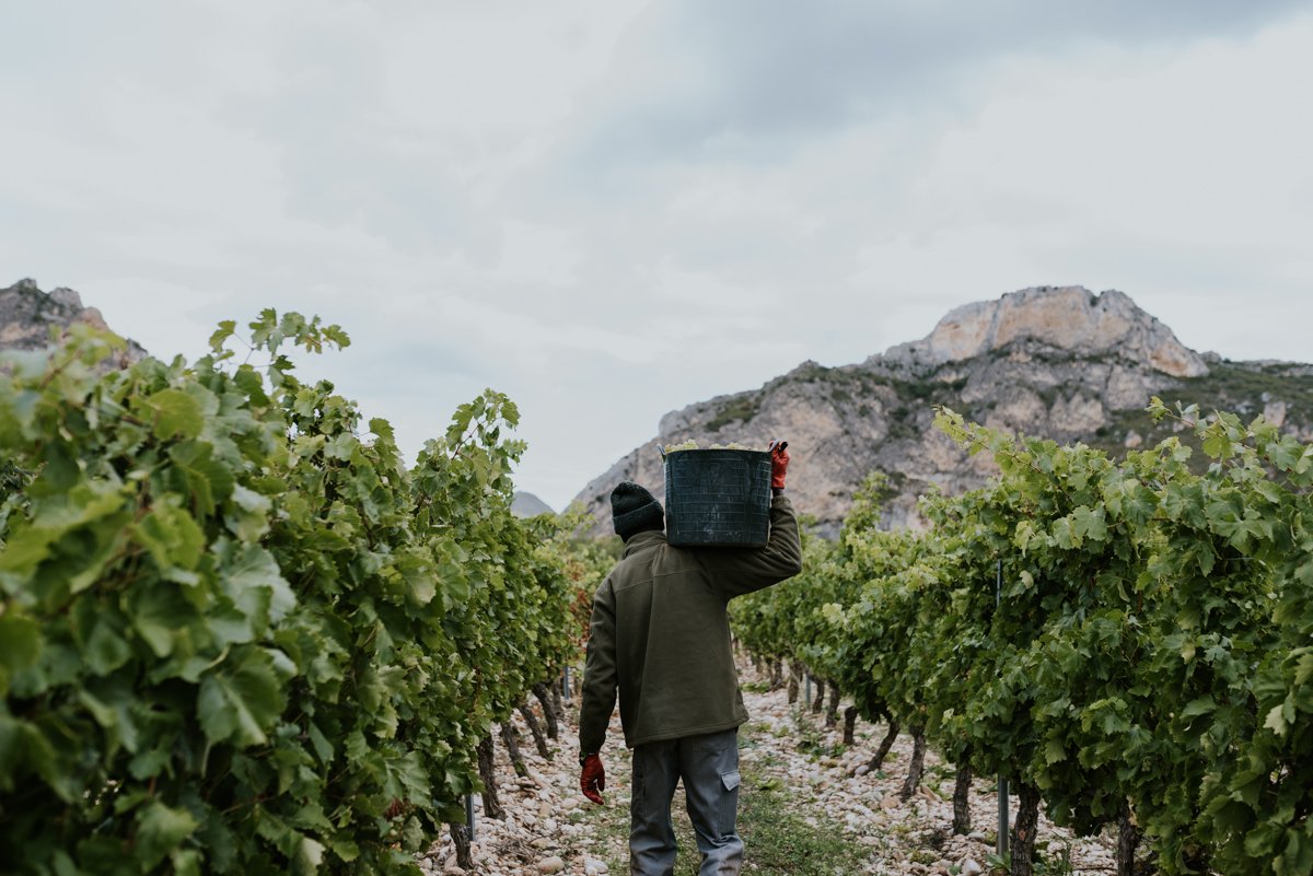 Viña Pomal tweet media