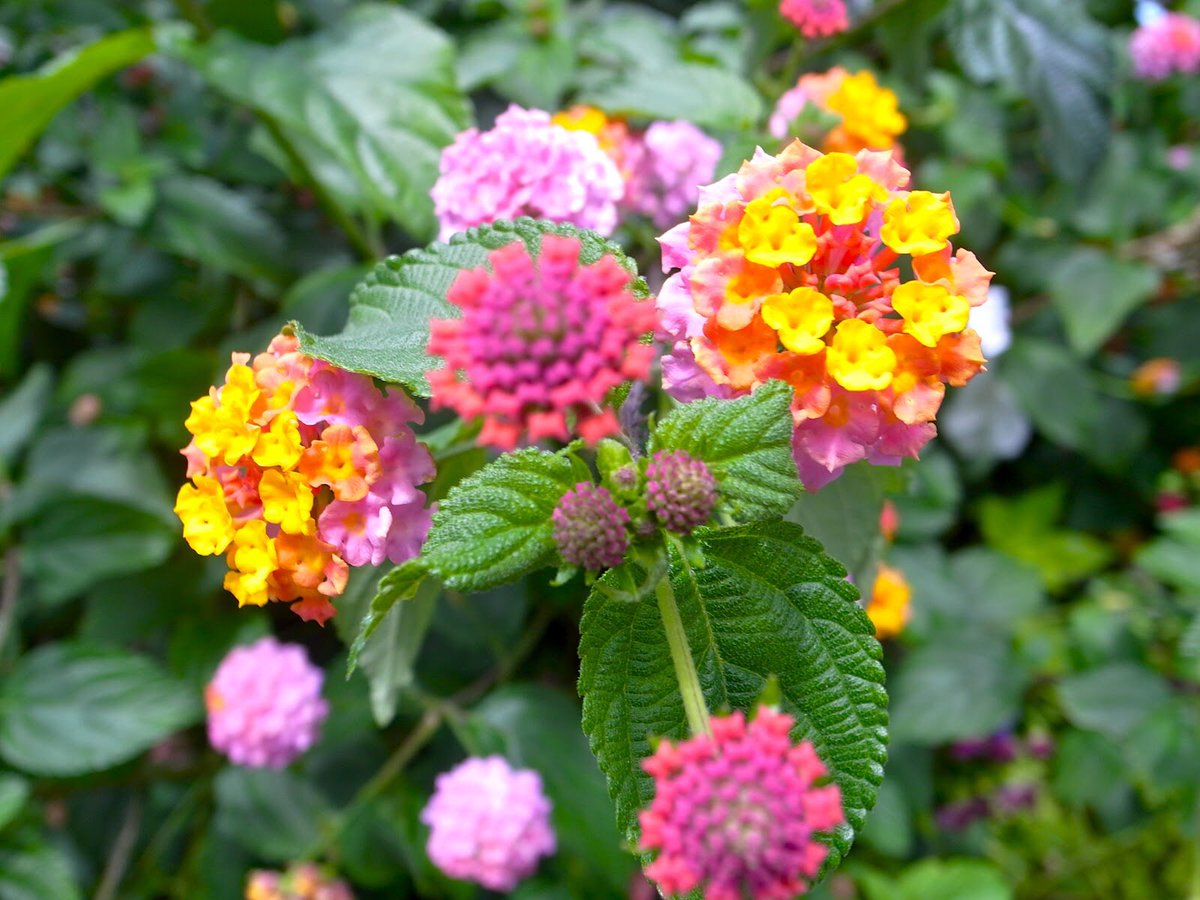 Lantana 演劇 ミュージカル等のクチコミ チケット予約 Corich舞台芸術