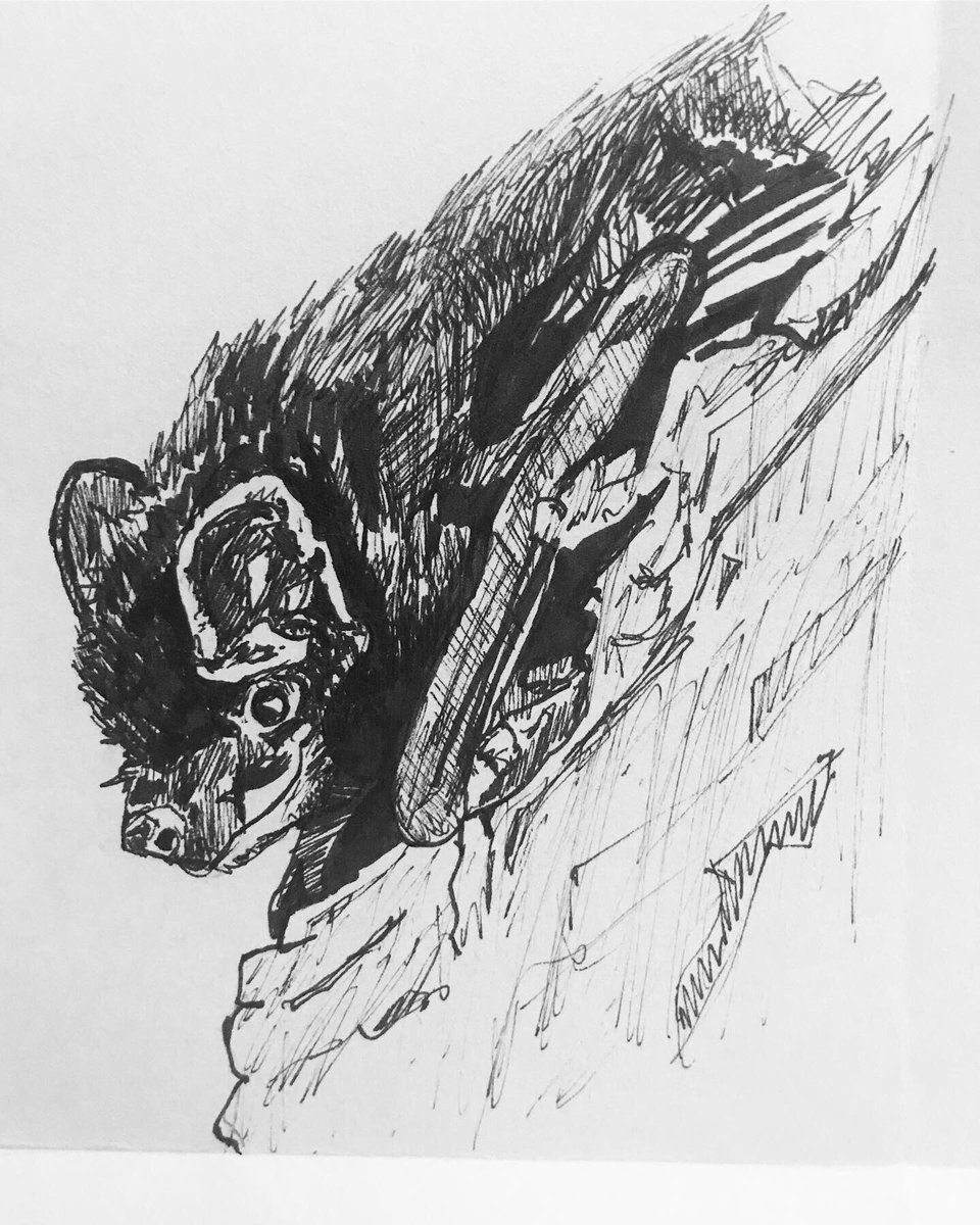 Silverhairedbat Hashtag On Twitter