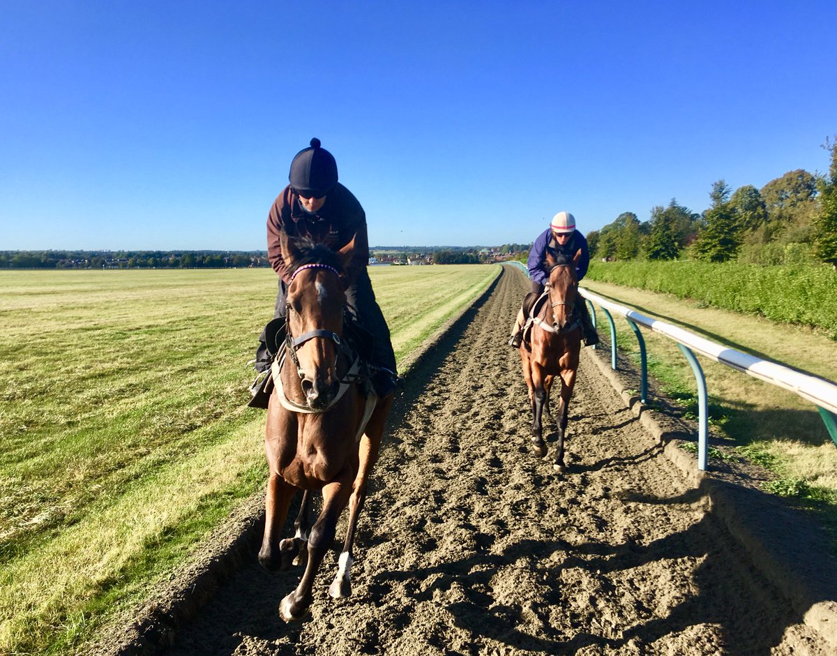 JohnWathenBerry's tweet photo. Warming up nicely on a glorious morning @NewmarketGallop. Now up to 9 degrees #SacredSprite #Alsamara #Konigin https://t.co/X47boguw8B